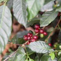 Café en grain | Guatemala Maragogype [ 500 Gr ]
