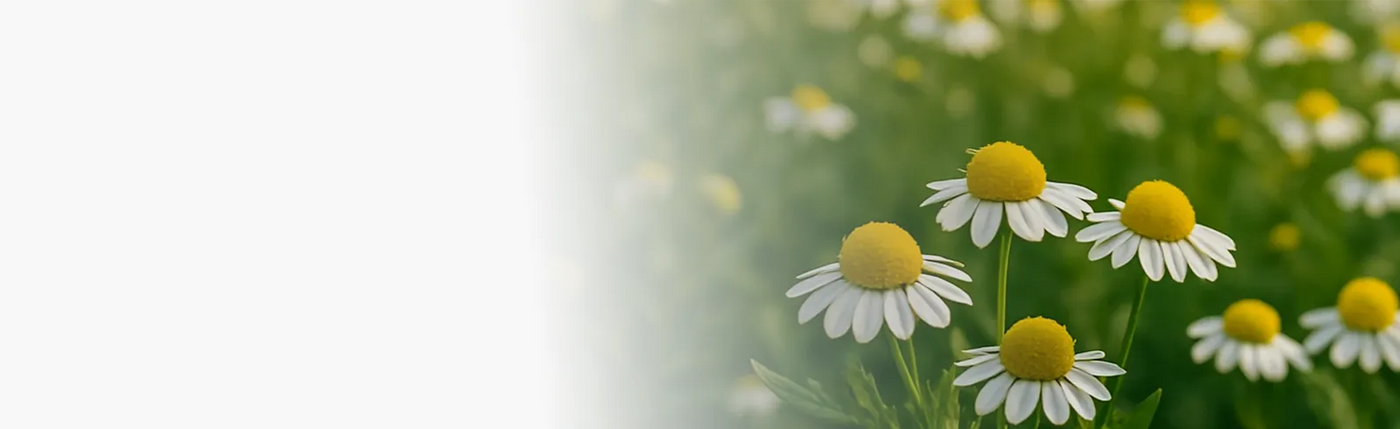 banner infusion camomille