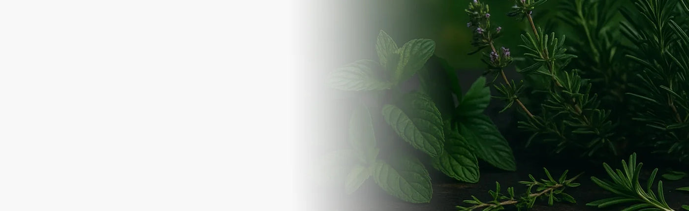 banner infusion herbes