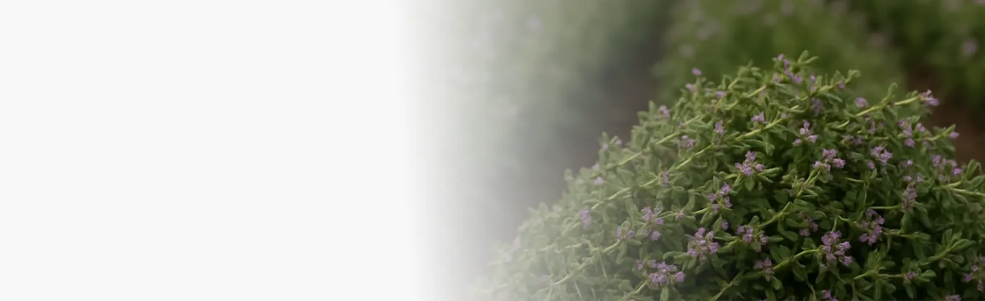 banner infusion thym