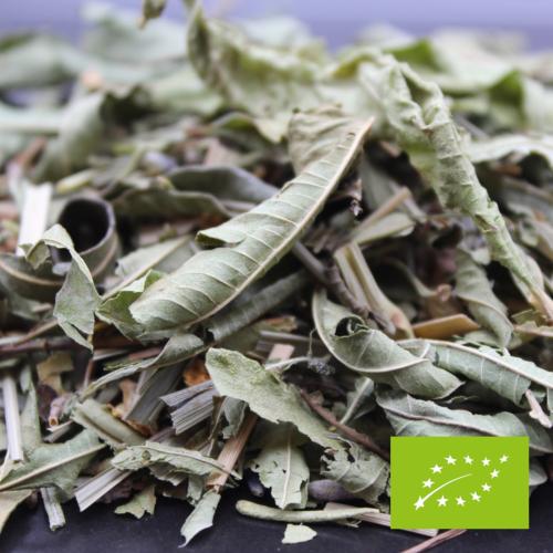 the111 tinfusion thym