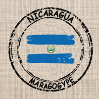 Café moulu | Nicaragua Maragogype : 250 Gr