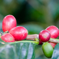 Café en grain | Nicaragua Mombacho : 250 Gr