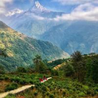 Café en grain | Nepal Mont Everest Supreme : 250 Gr