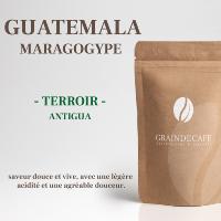 Café en grain | Guatemala Maragogype : 250 Gr