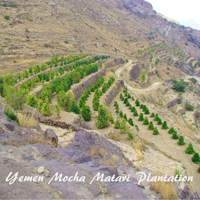 Café en grain | Yemen Mocca Matari : 250 Gr