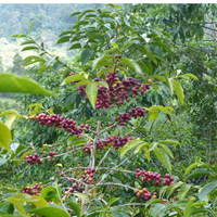 Café en grain | Ethiopie Moka Yirgacheffe Konga : 250 Gr