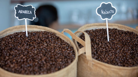 Arabica ou Robusta : différences, caféine et lequel choisir