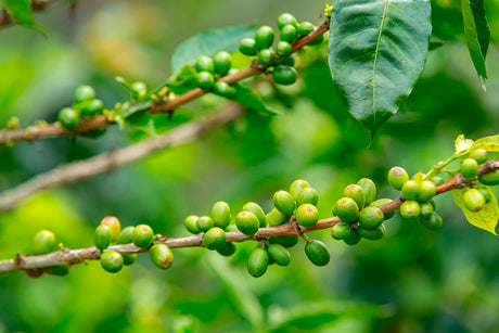 Qu’est ce que le café bio ? - Graindecafe