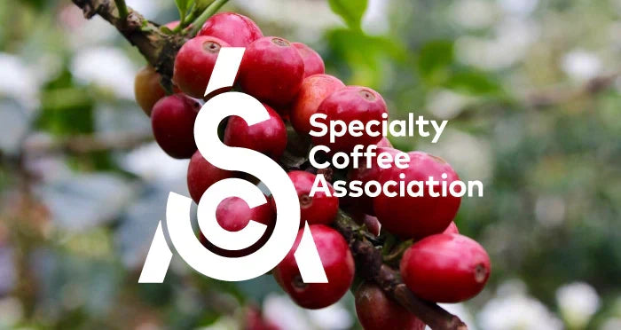 cafe de specialite de qualite