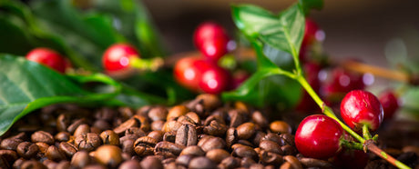 Le Café : Guide complet pour les amateurs et les connaisseurs - Graindecafe