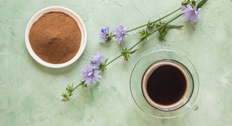 La Chicorée : Les origines à la préparation