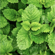 Infusion menthe