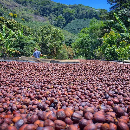 Tous les process du café
