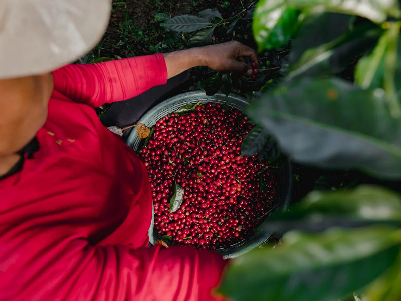 Qu'est-ce qu'un grain de café ?