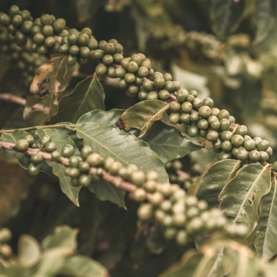 Le café Bio et éthique : Un choix responsable