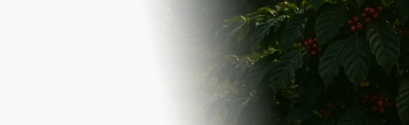 banner cafe moulu