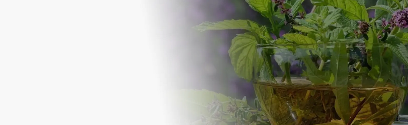 banner happy plante