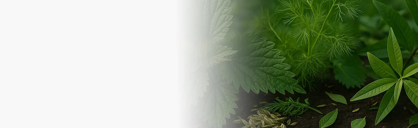 banner infusion aux