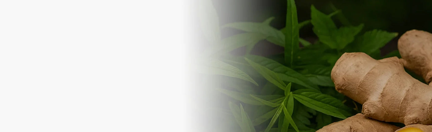 banner infusion gingembre
