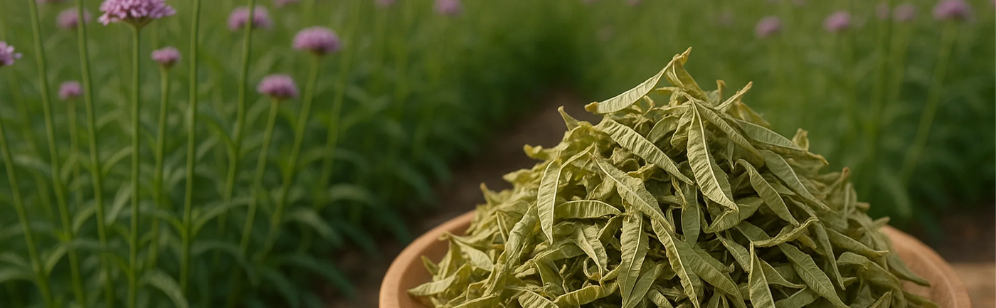 infusion de verveine