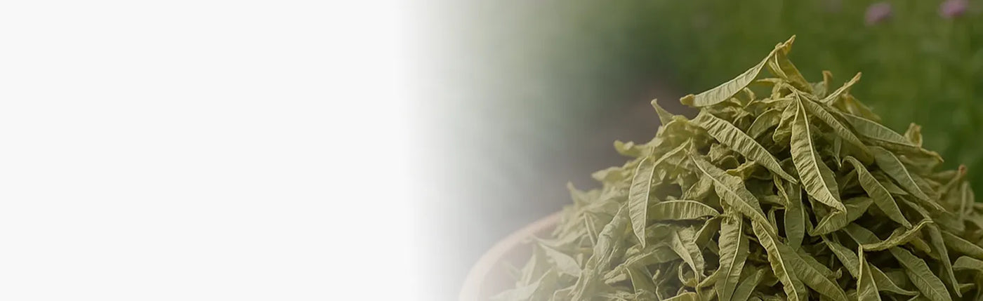 banner infusion verveine