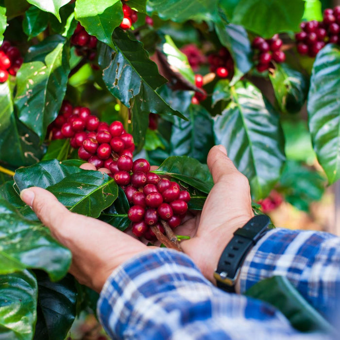 café moulu bio ethiopie