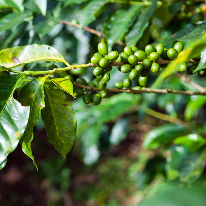 cafe en grain nicaragua