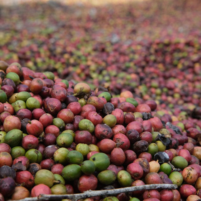 café vert à torréfier