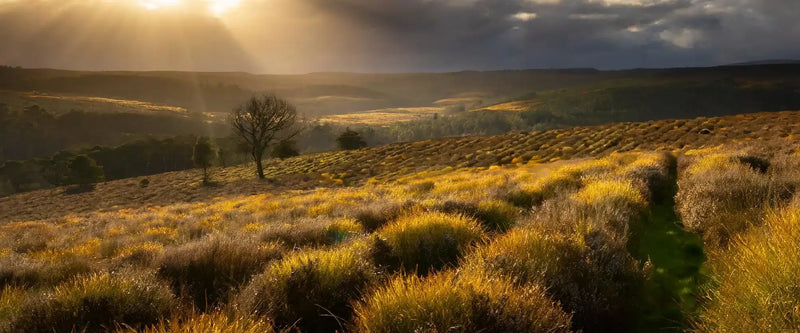 Où pousse le thé ? La magie des plantations