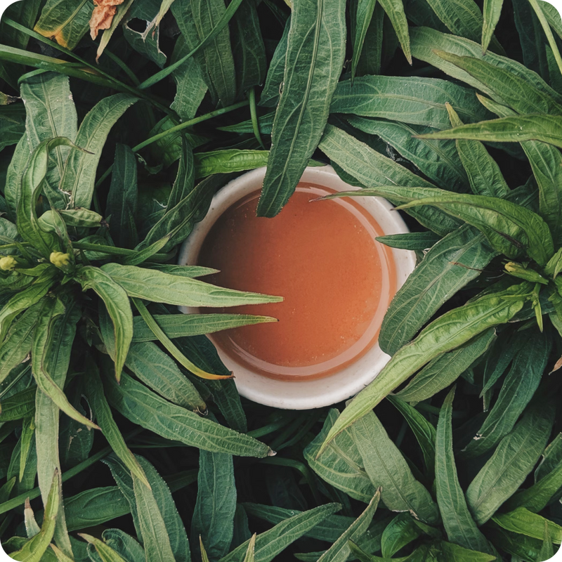 Botanique du Camellia sinensis