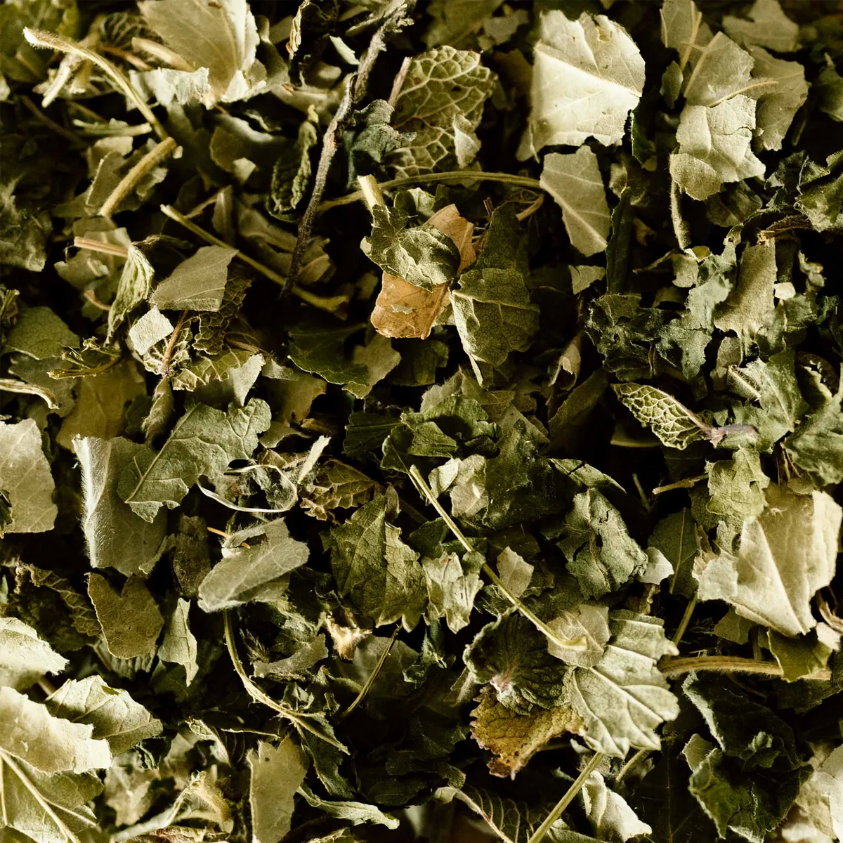 Infusion BIO Lunes Intenses en boîte de 18 sachets