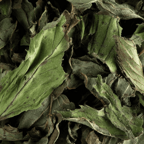 feuille de menthe poivrée