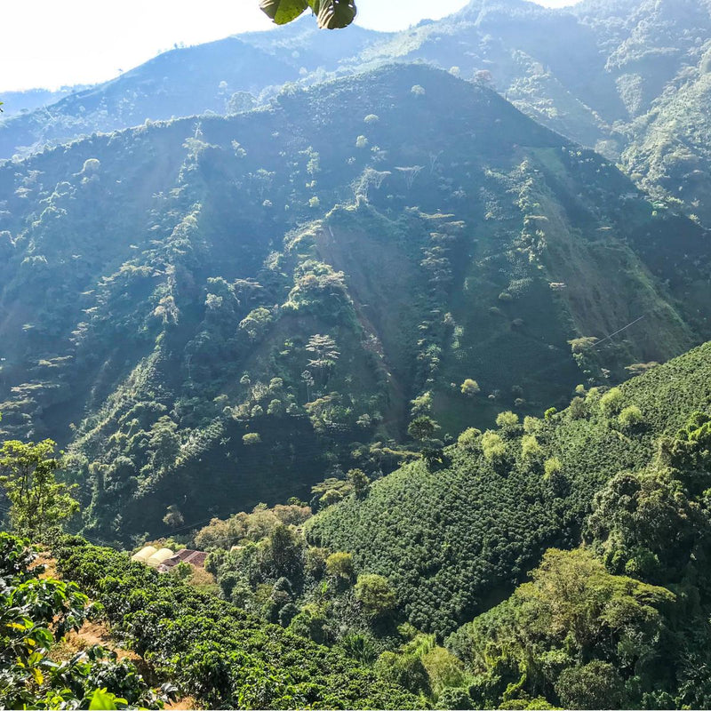 Café Colombien – Un goût équilibré et savoureux