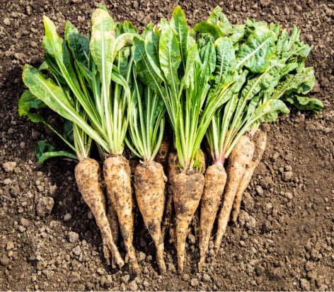 Comment est faite la chicorée ?